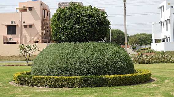 Tariq Gardens